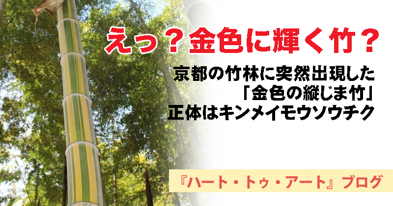 【えっ？金色に輝く竹？】京都の竹林に突然出現した「金色の縦じま竹」