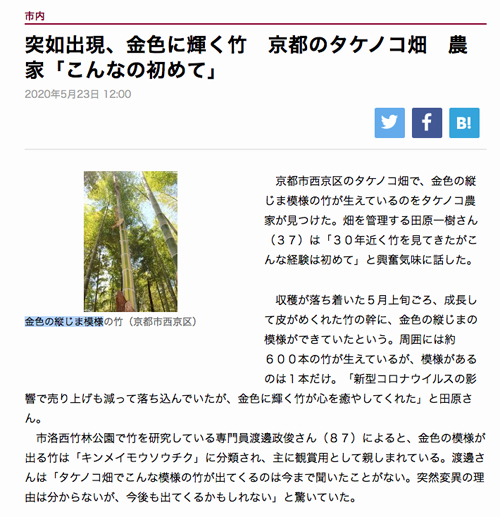 金色に輝く竹　京都のタケノコ畑（京都新聞／2020年5月23日）