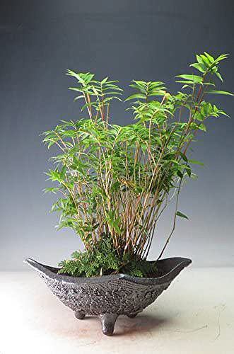 アマゾンで買える「竹の盆栽」