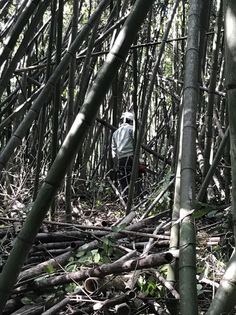 【竹の未知の可能性を探求】京都・竹定商店の挑戦「MICHIKU（ミチク）」 | 竹の話題005